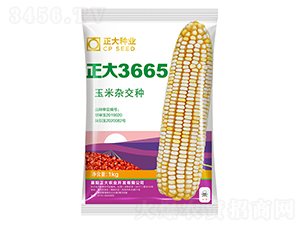 正大3665-玉米種子-正大種業(yè)